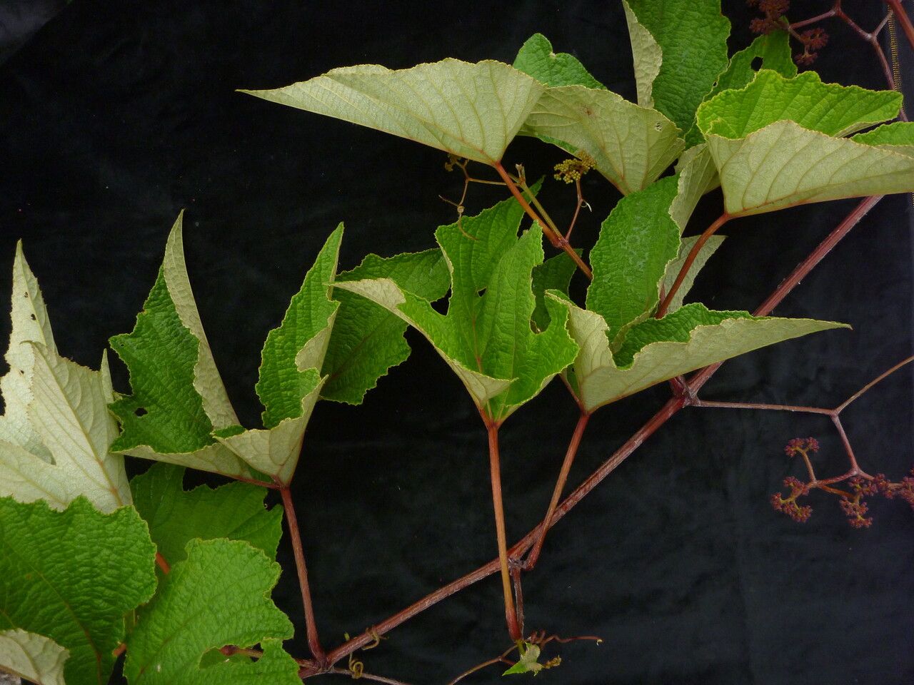Ampelocissus divaricata habit