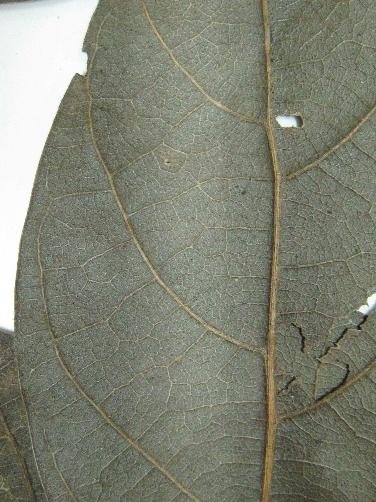 Ocotea scabrella other
