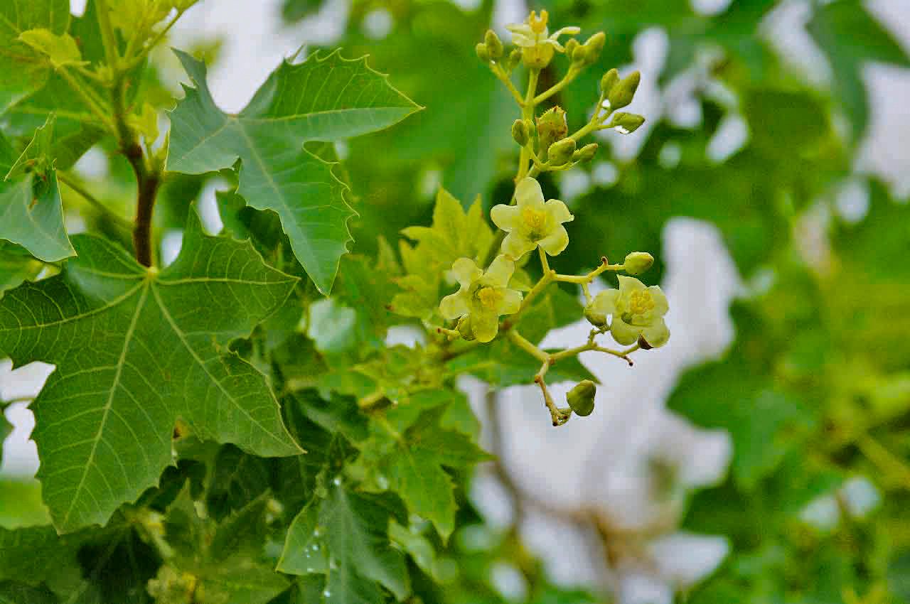 Jatropha chevalieri flower