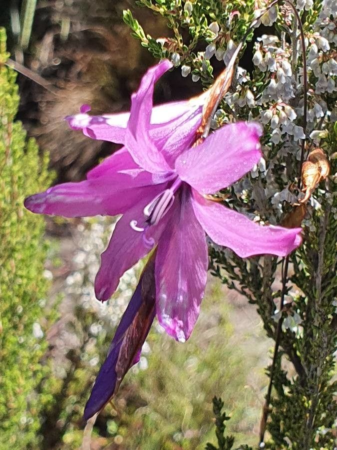 Dierama cupuliflorum — related species from the same genus