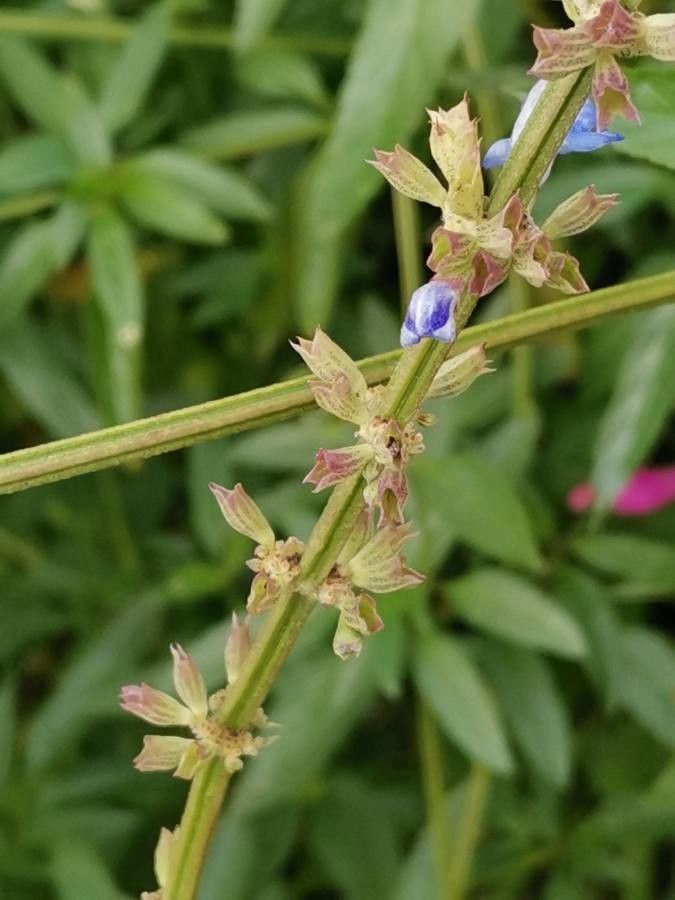 Salvia uliginosa bark