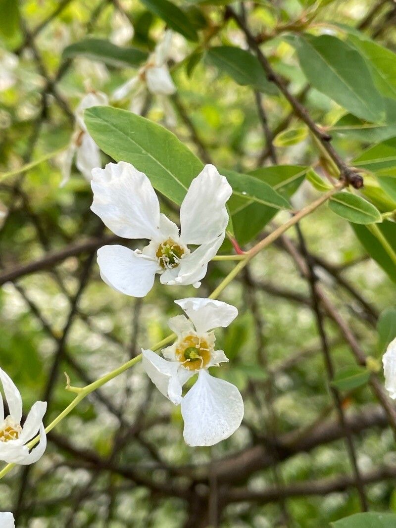 Exochorda racemosa flower