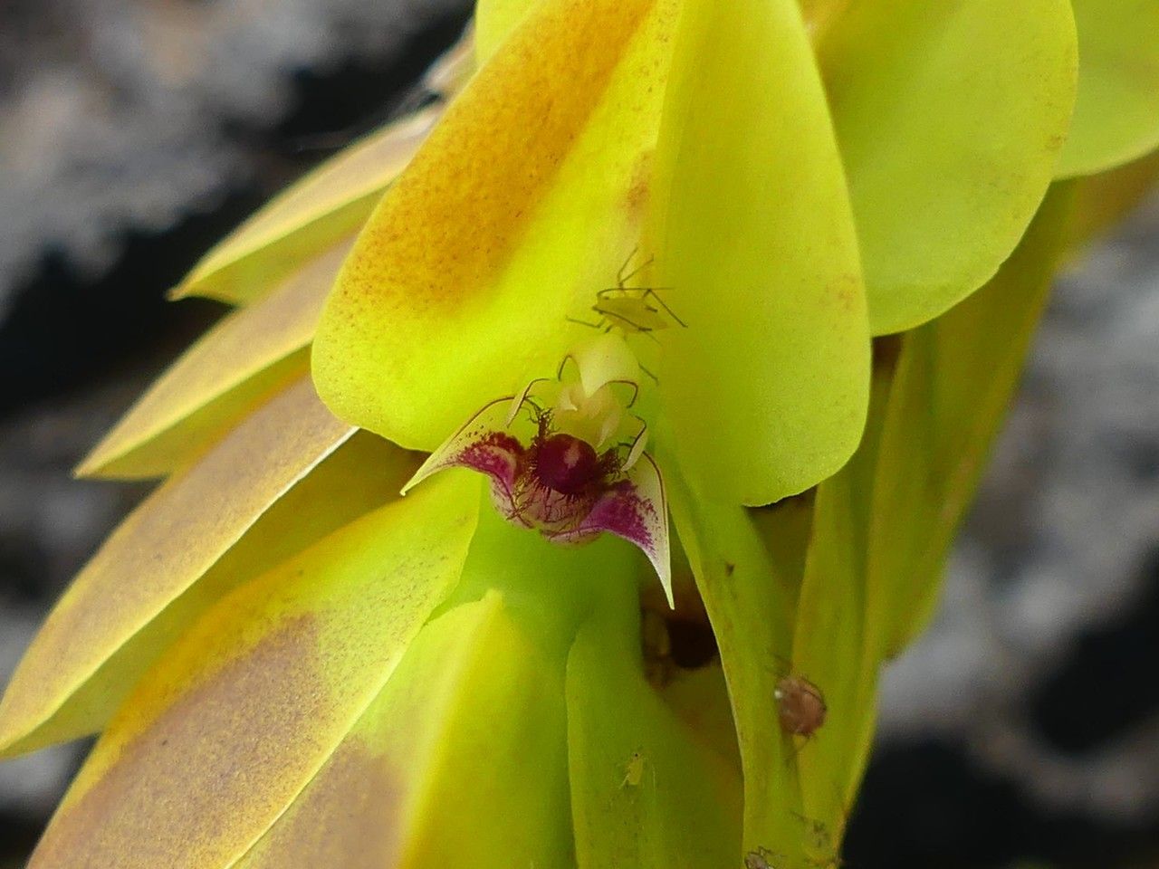 Bulbophyllum occultum flower