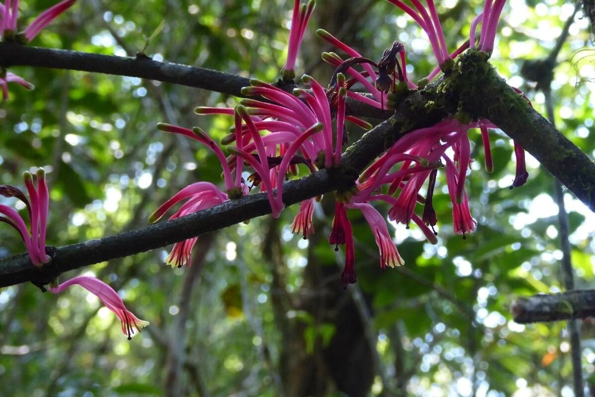 Tapinanthus belvisii flower
