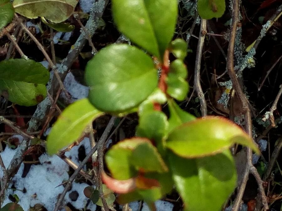 Sorbus commixta — houseplant care guide