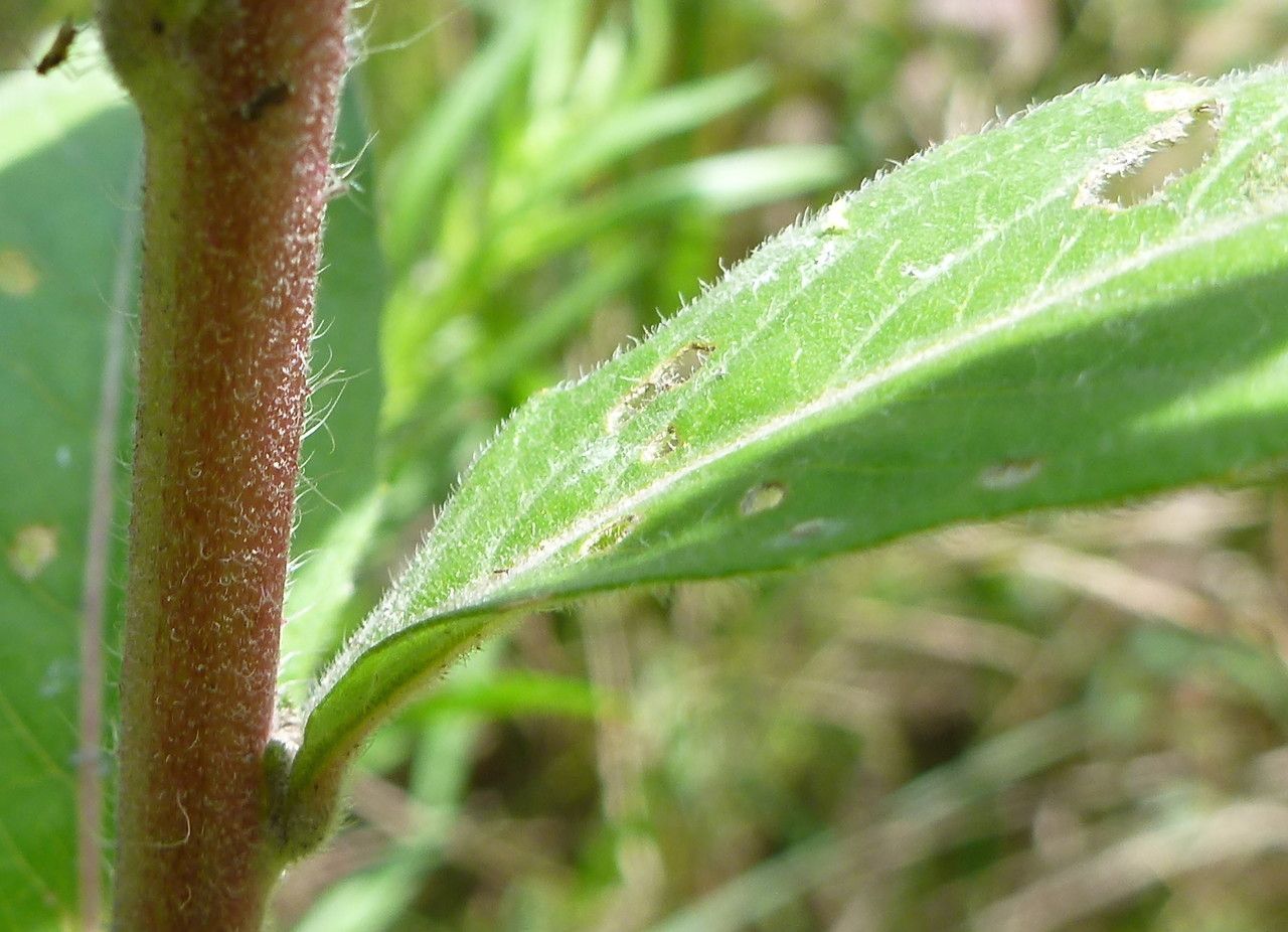 Oenothera paradoxa — search result for 'Oenothera'