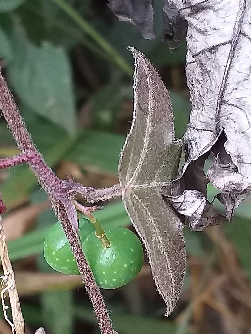 Passiflora suberosa fruit