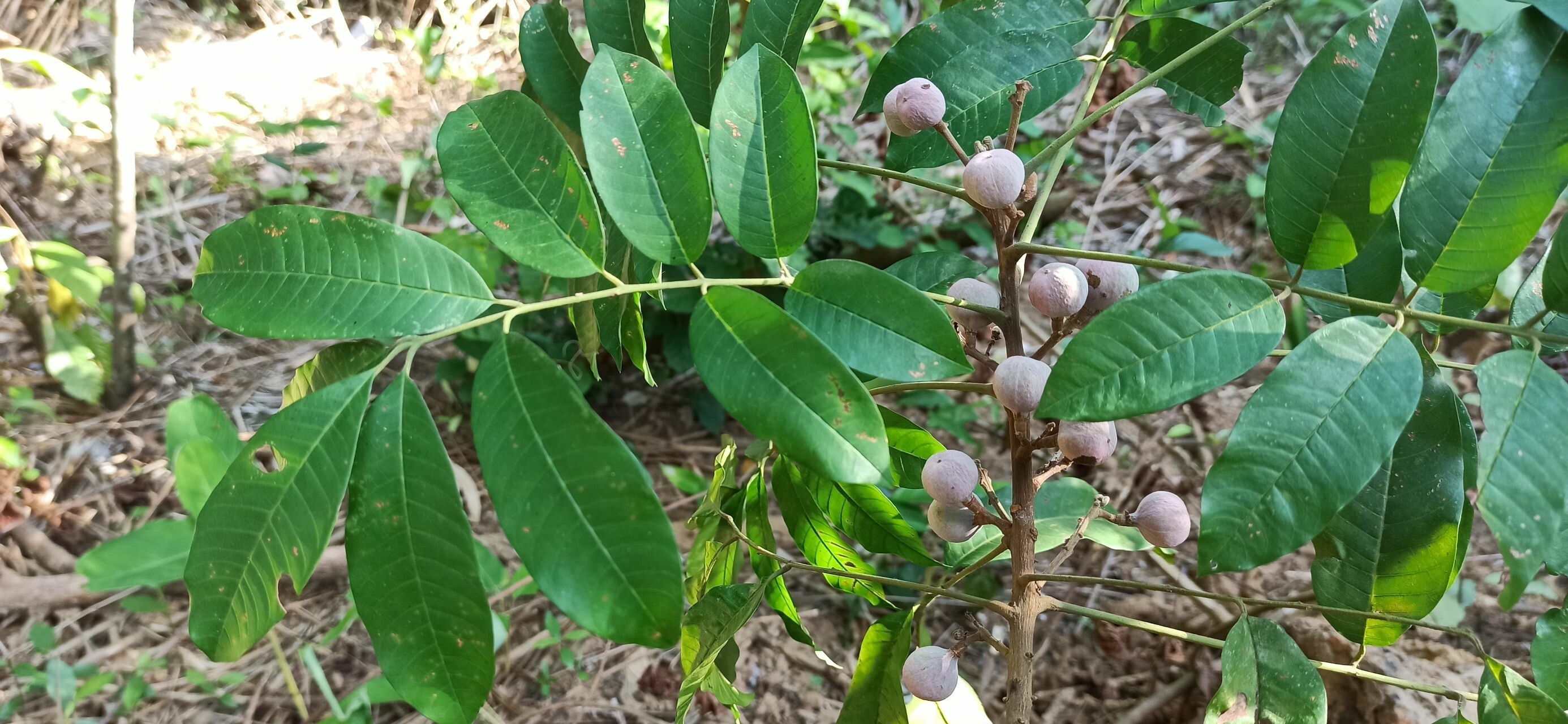 Trichilia monadelpha — houseplant care guide