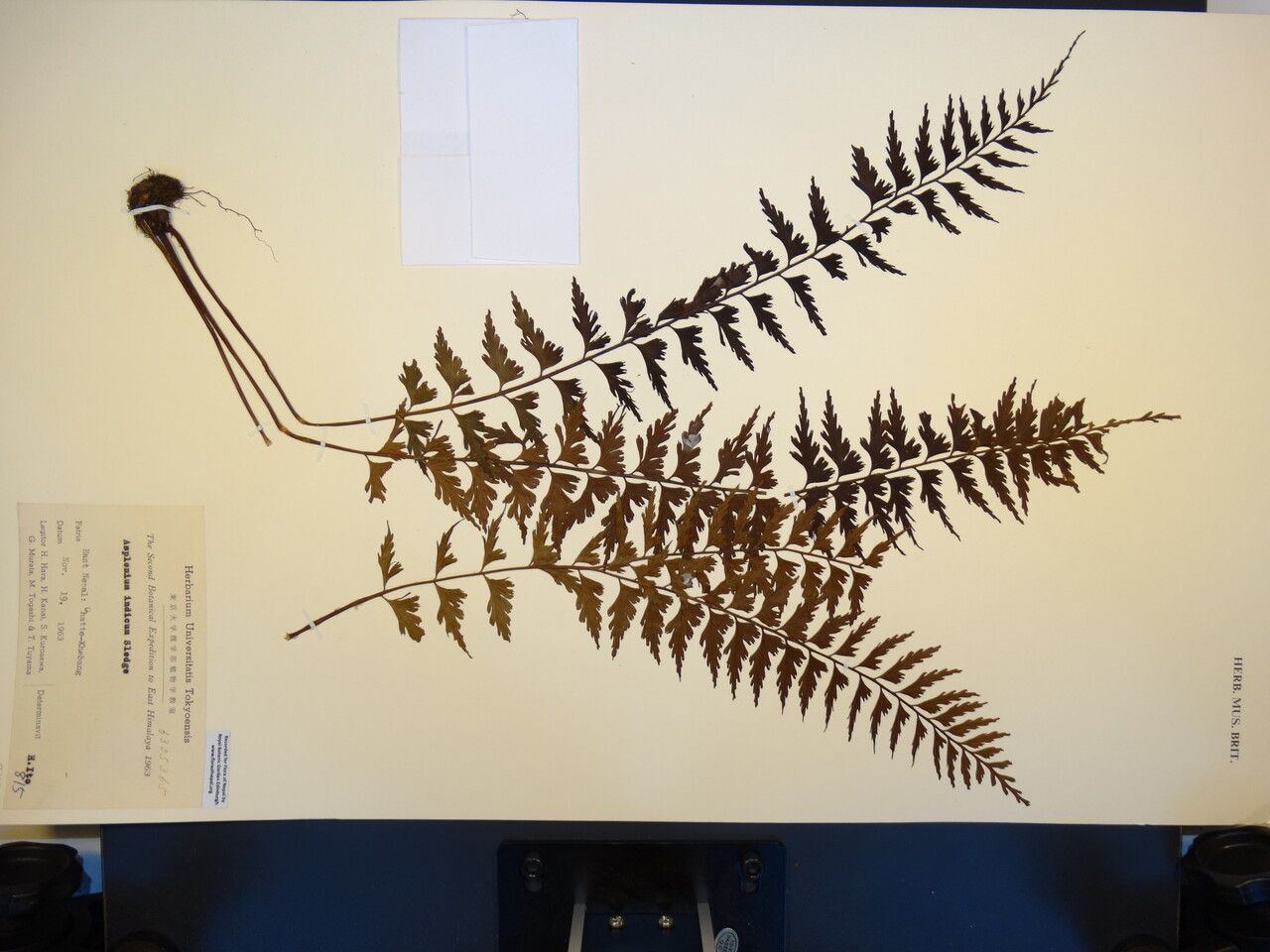 Asplenium yoshinagae — houseplant care guide