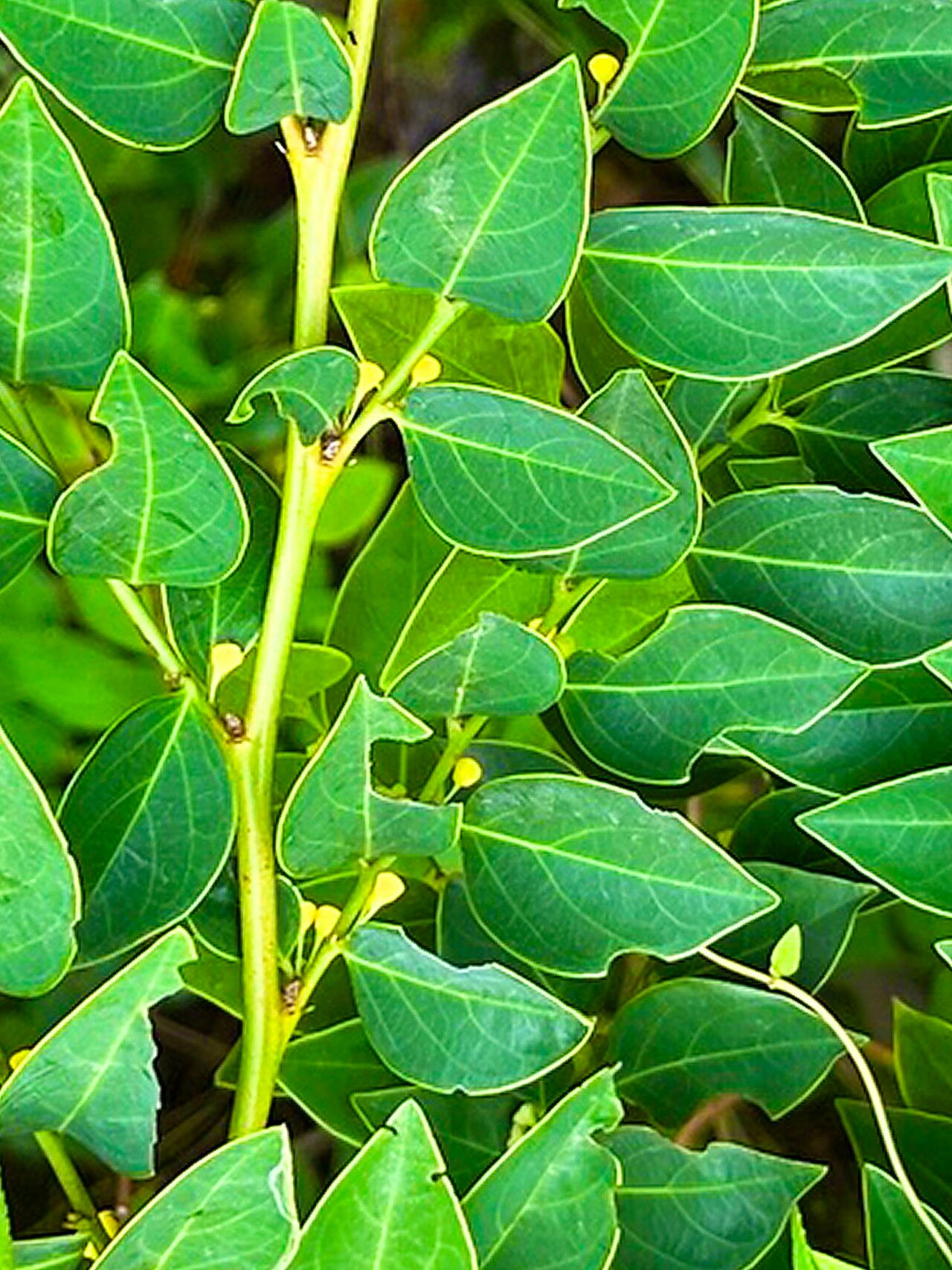 Breynia fruticosa — related species from the same genus