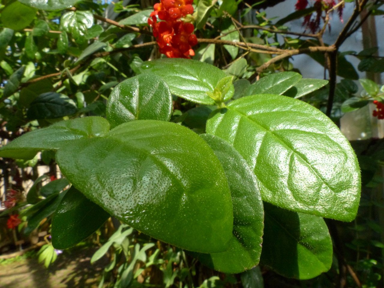 Rondeletia odorata — search result for 'Panama'