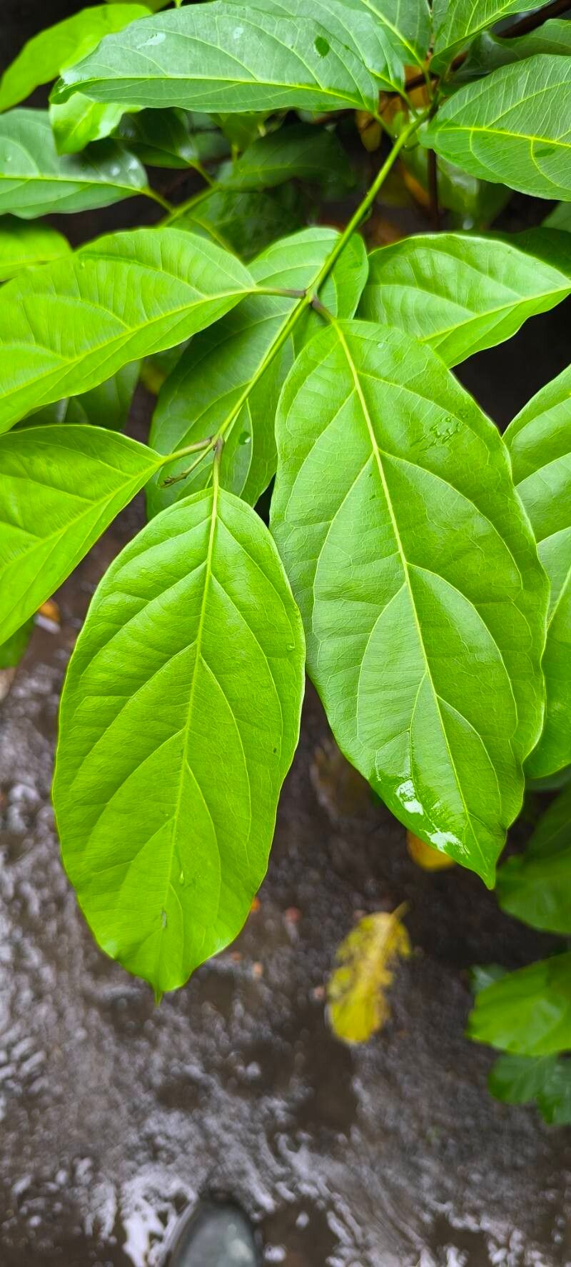 Combretum racemosum leaf