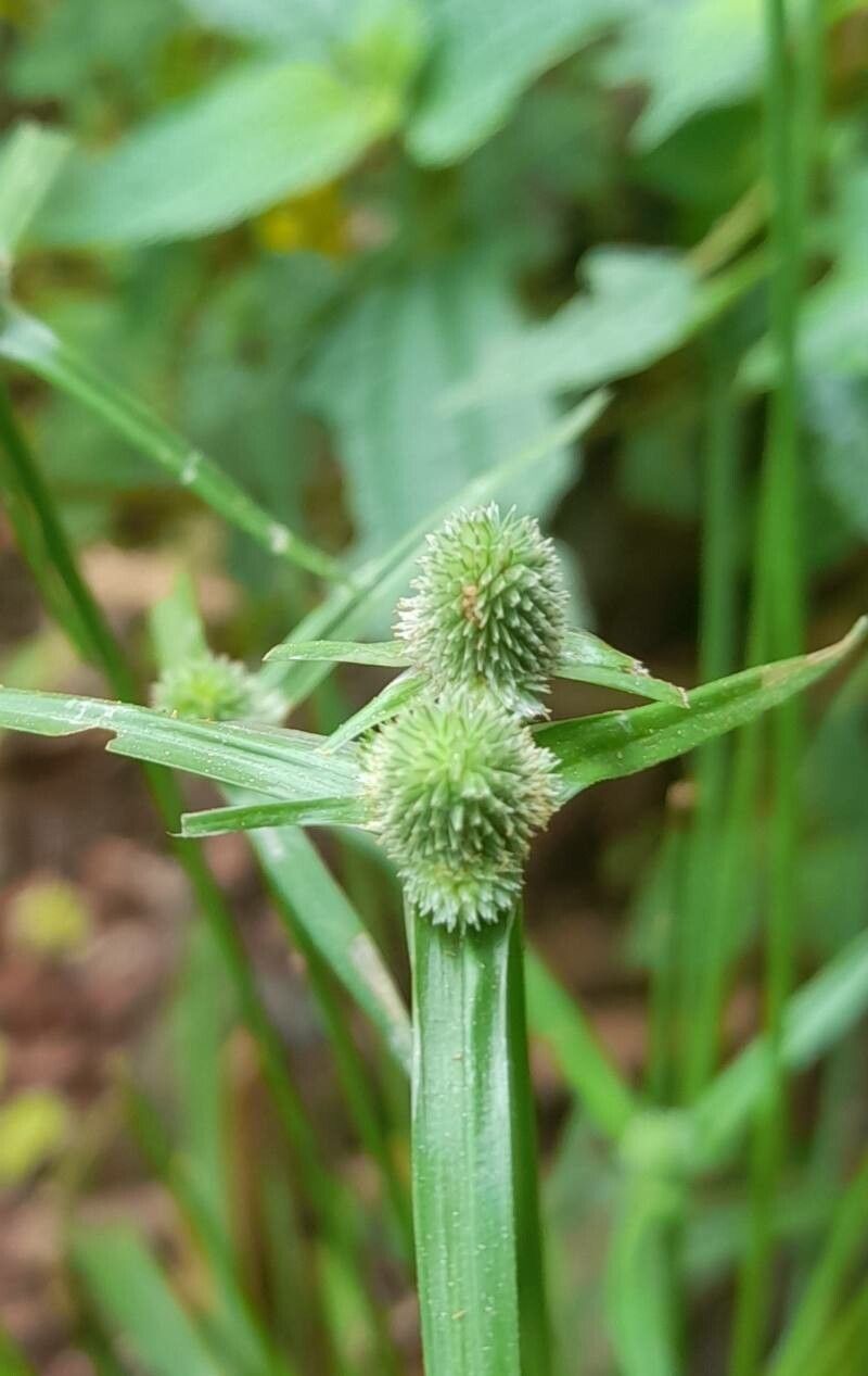 Cyperus hortensis flower