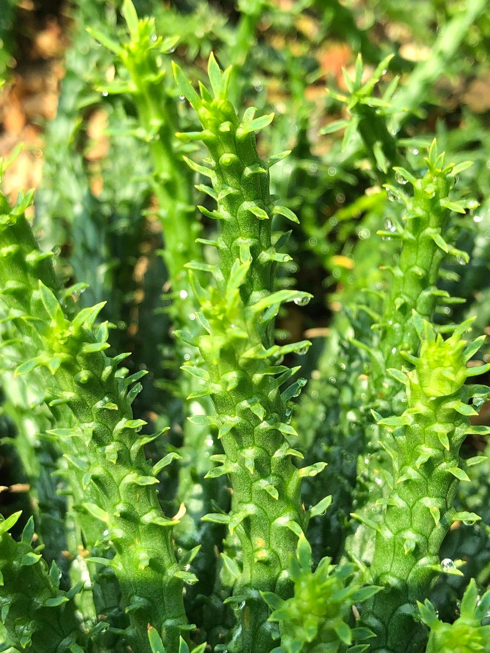 Euphorbia flanaganii fruit