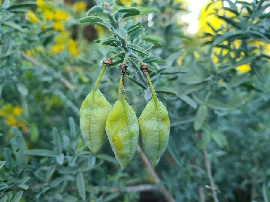Peritoma arborea fruit