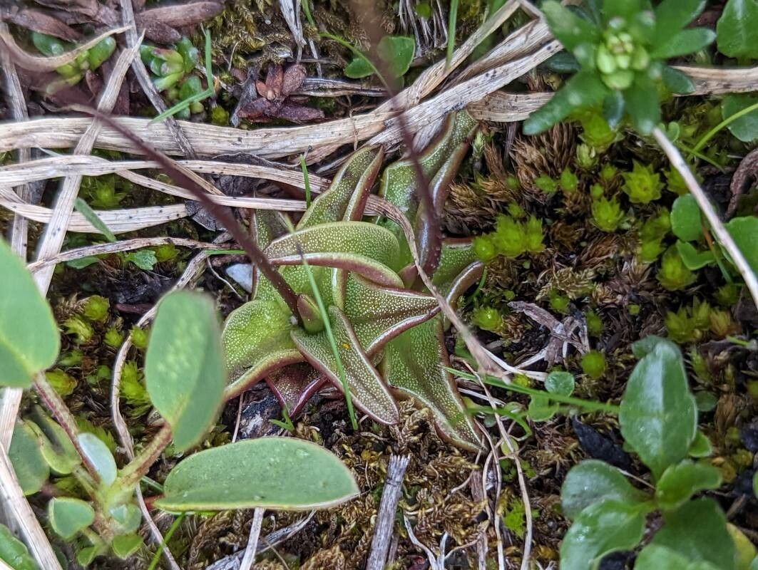 Pinguicula alpina leaf