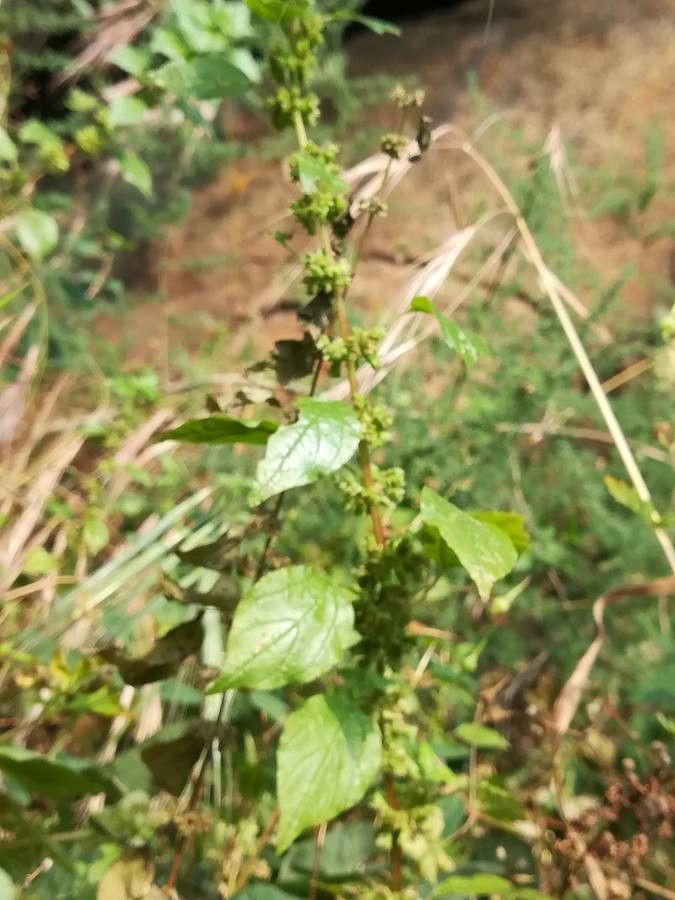 Parietaria mauritanica flower