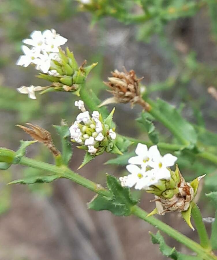 Lippia salsa flower