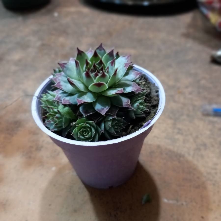 Rosularia sempervivoides — related species from the same genus