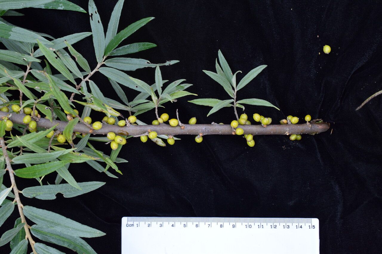 Hippophae salicifolia habit