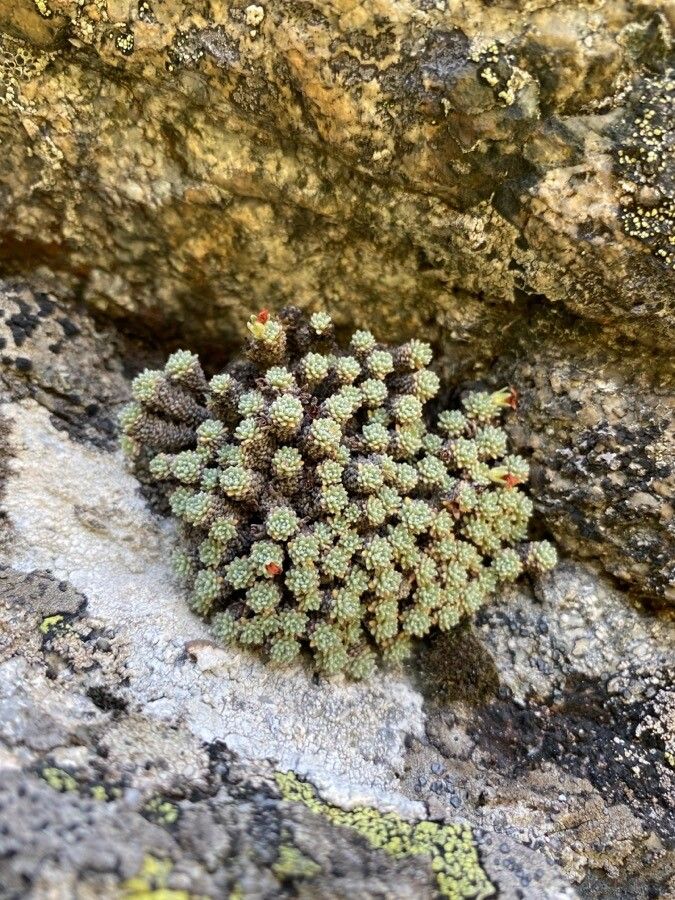 Androsace vandellii leaf