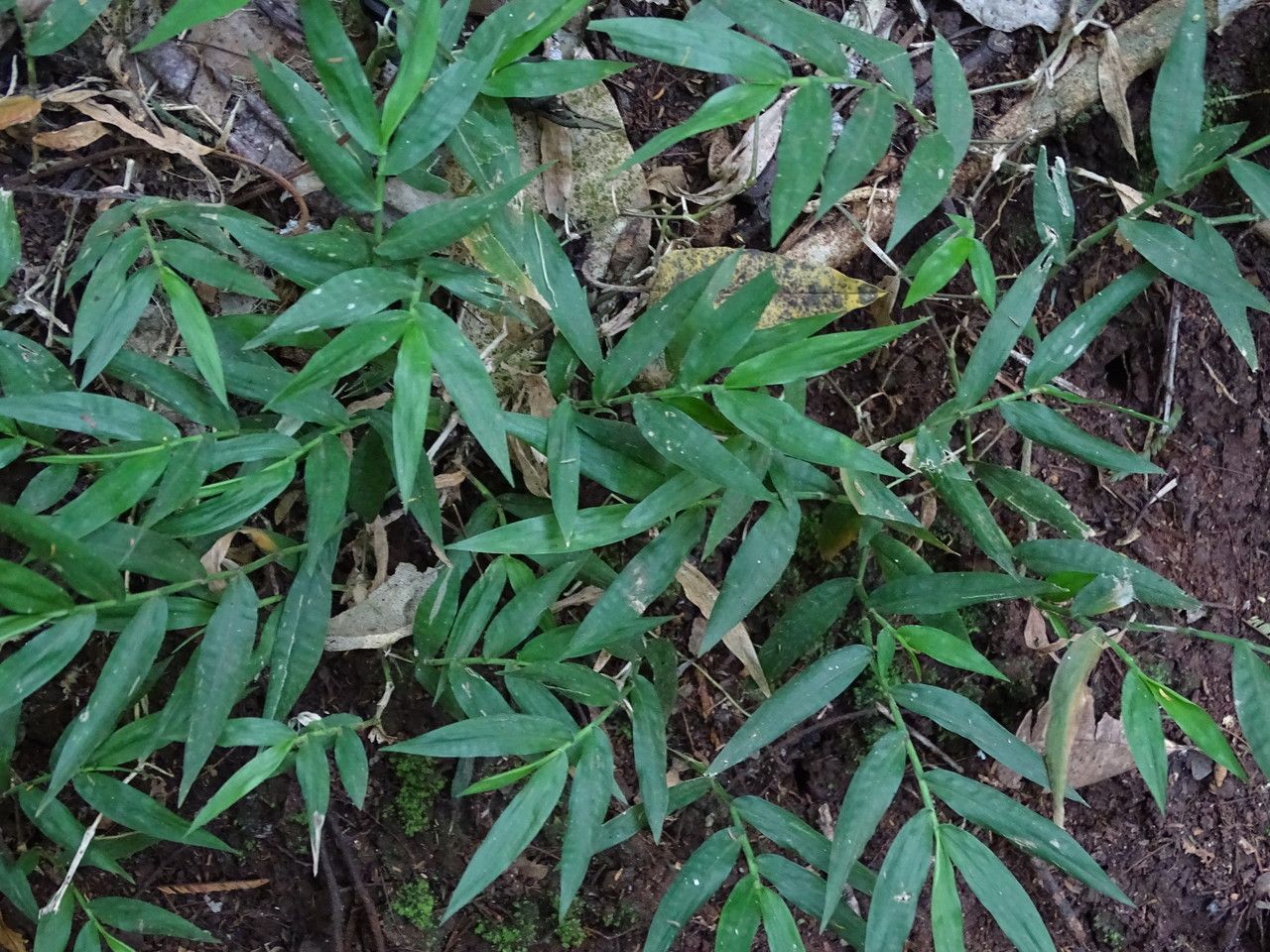 Oplismenus compositus — search result for 'Poaceae'