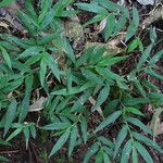 Oplismenus compositus