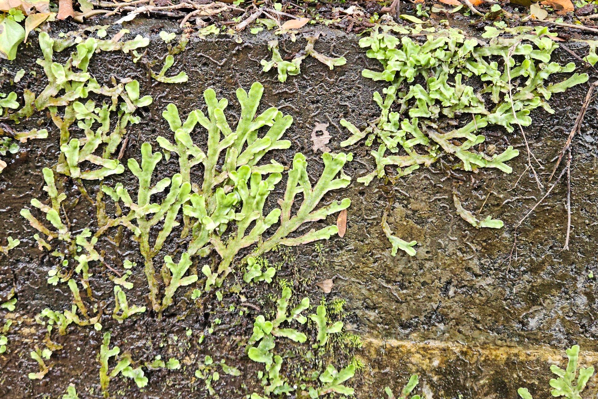 Hymenophyllum neocaledonicum — houseplant care guide
