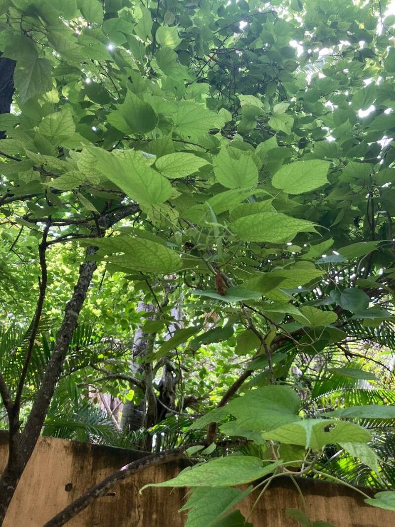 Heliocarpus terebinthinaceus habit