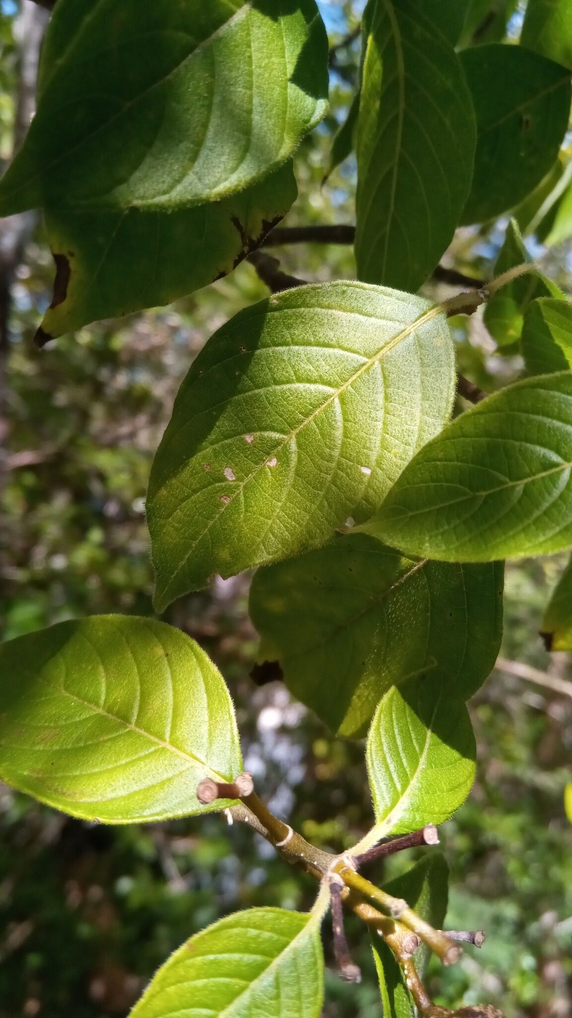 Ruellia geayi — search result for 'Ruellia'