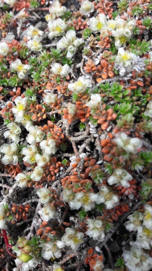 Paronychia kapela fruit