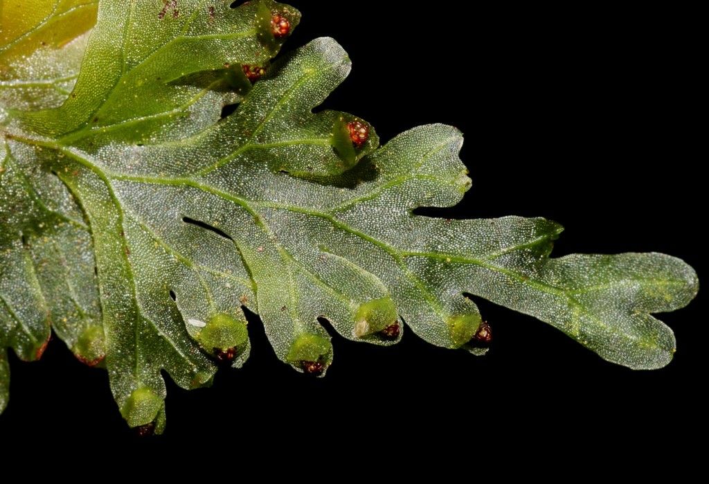 Hymenophyllum leratii — houseplant care guide