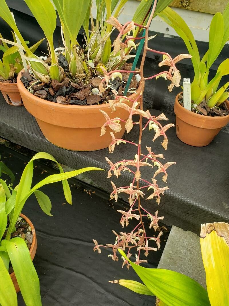 Gongora scaphephorus flower