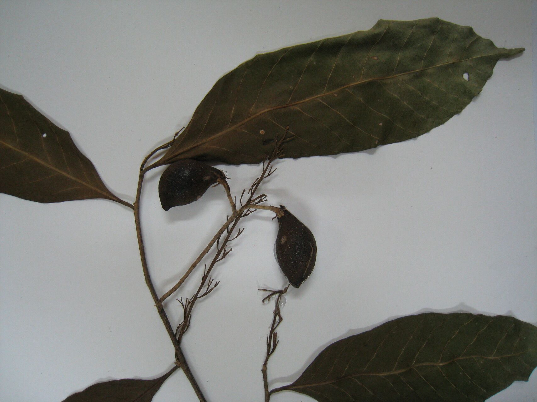 Couepia joaquinae other