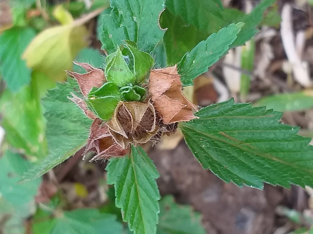 Malvastrum coromandelianum fruit