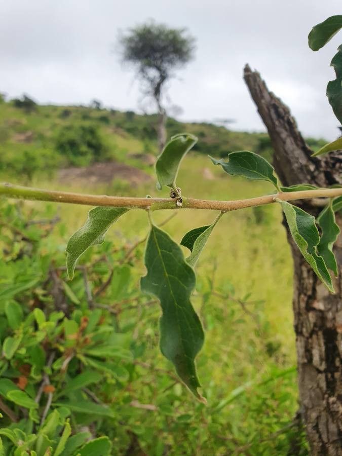 Volkameria eriophylla leaf