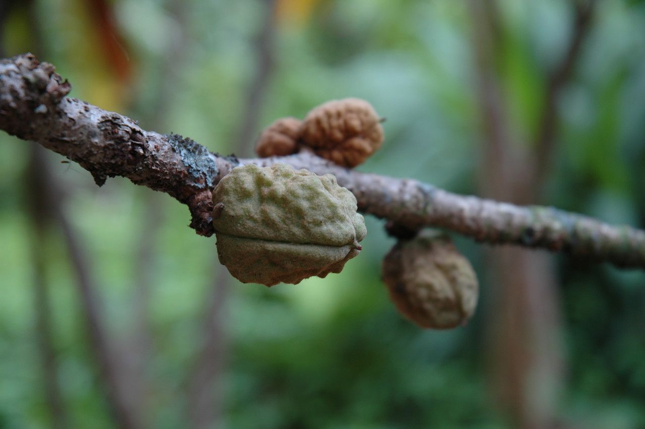 Pittosporum confertiflorum fruit