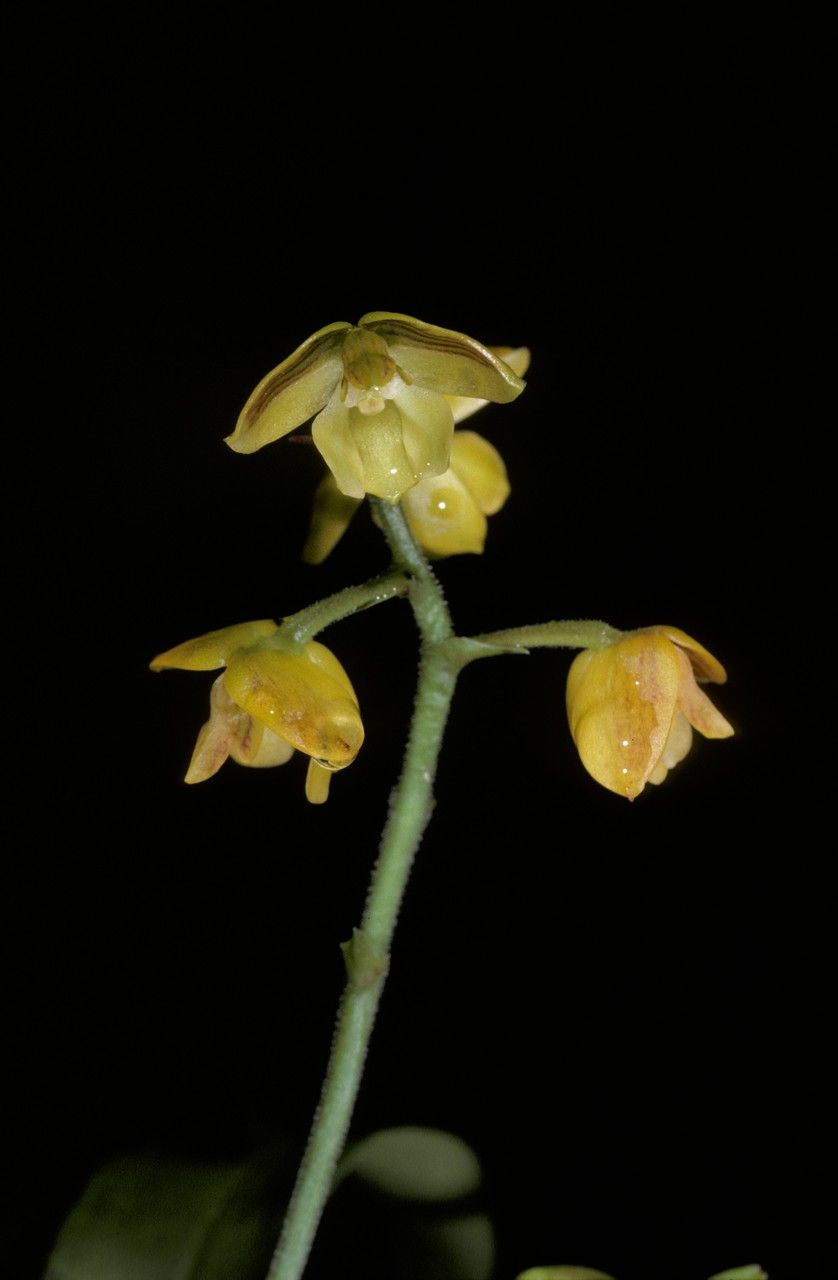 Polystachya pubescens — houseplant care guide