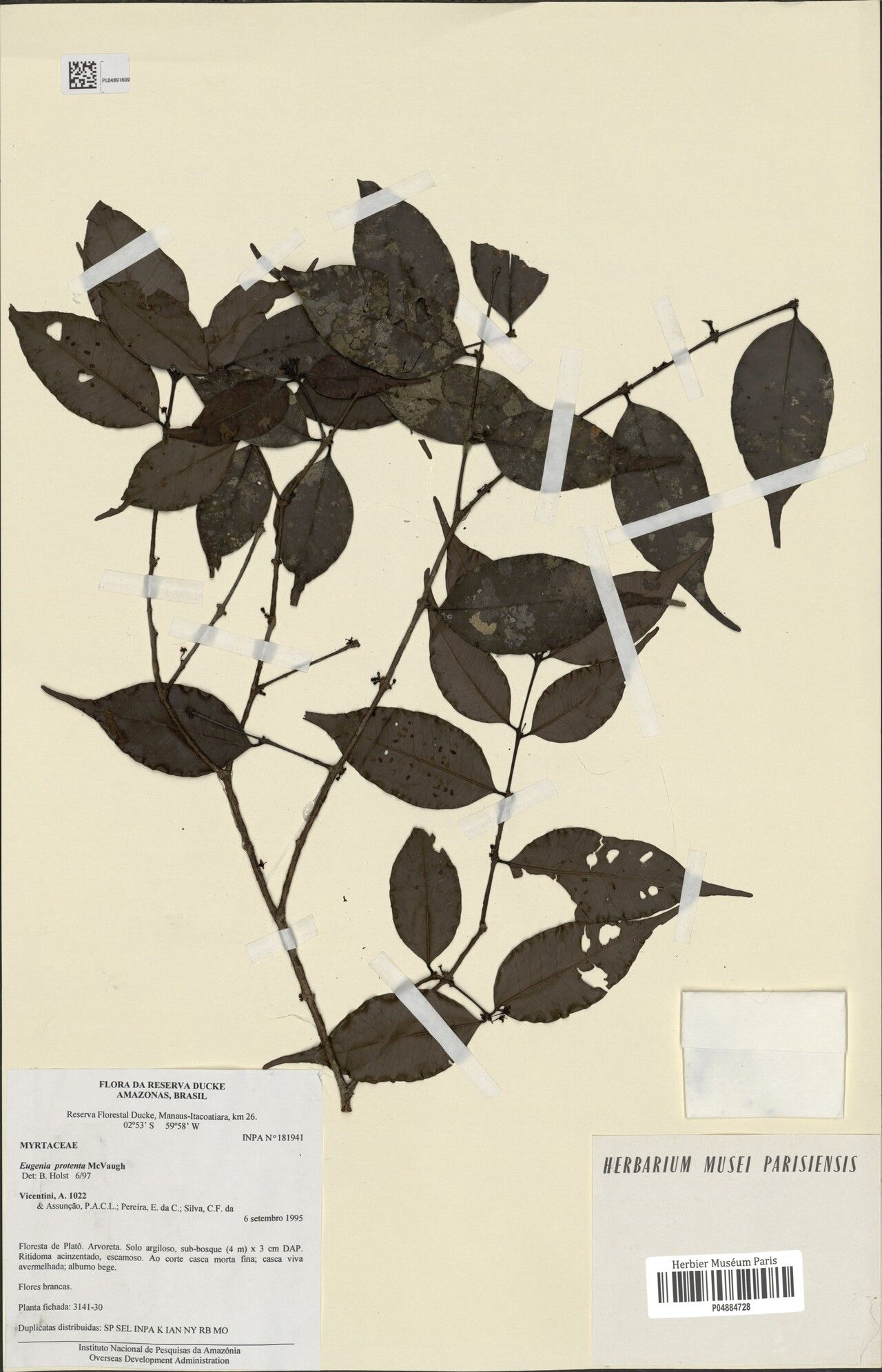 Eugenia protenta — houseplant care guide