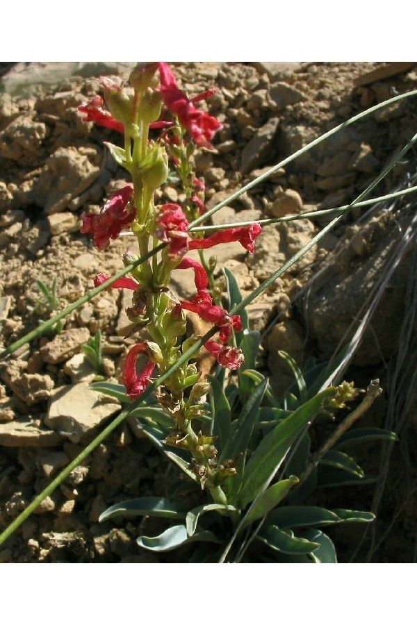 Penstemon utahensis habit