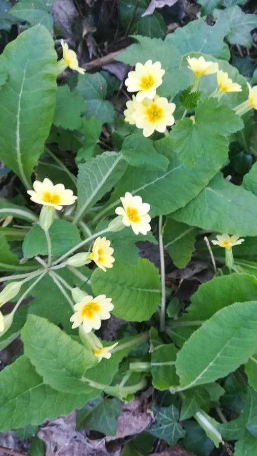 Primula × polyantha leaf