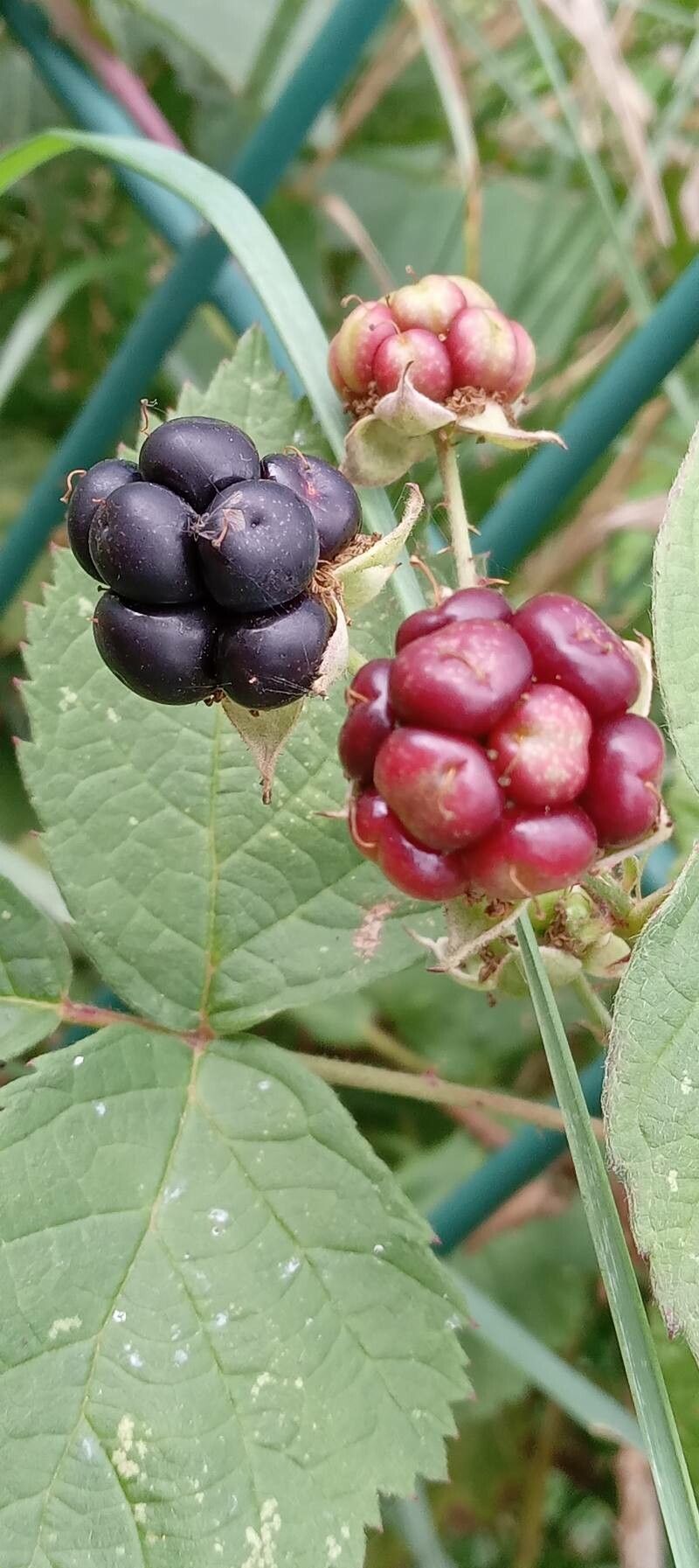 Rubus x uncinellus fruit