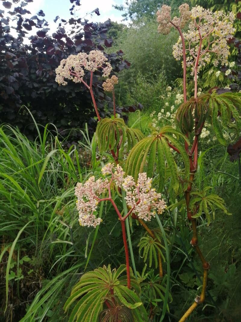 Begonia luxurians flower
