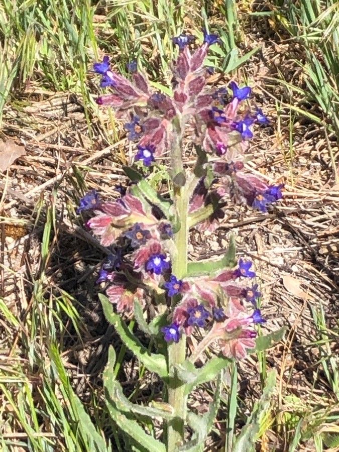 Anchusa undulata — search result for 'Anchusa'