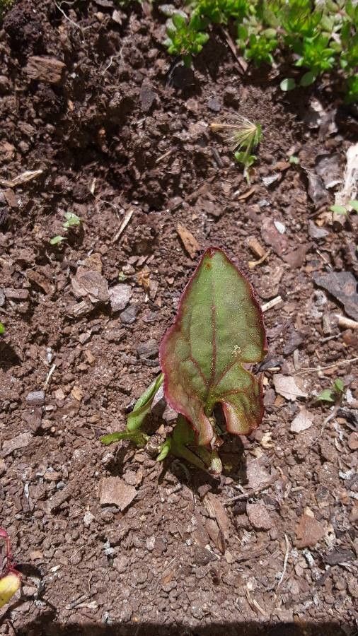 Aristolochia watsonii — search result for 'Aristolochiaceae'