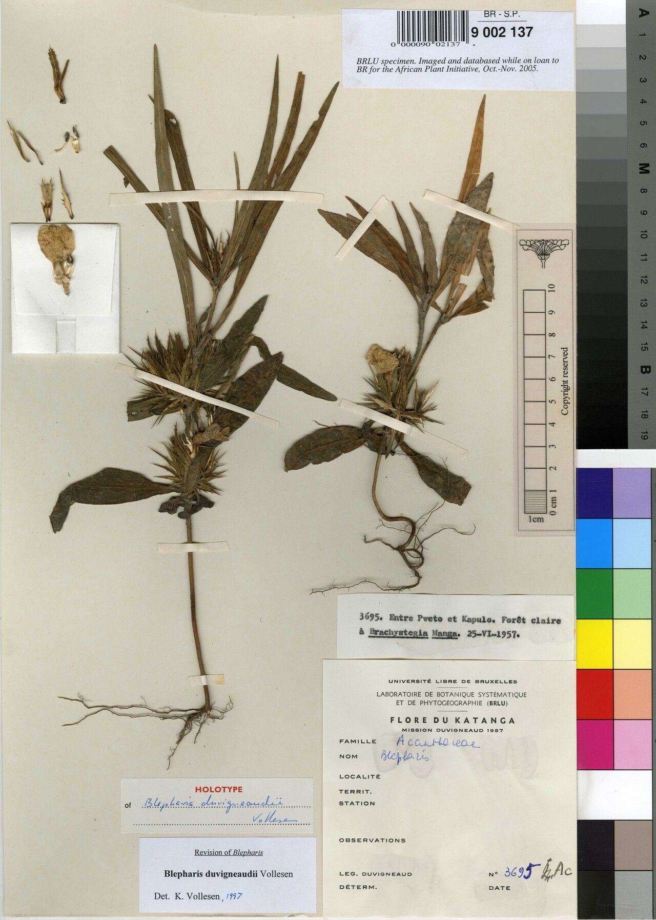 Blepharis duvigneaudii — houseplant care guide