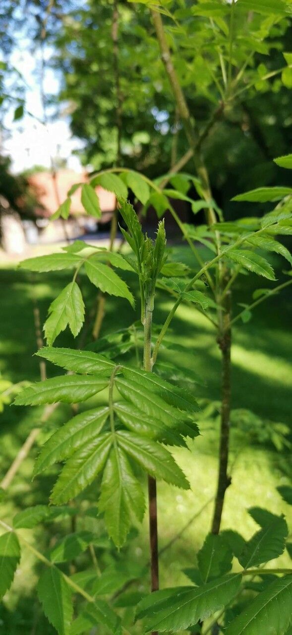Xanthoceras sorbifolium leaf