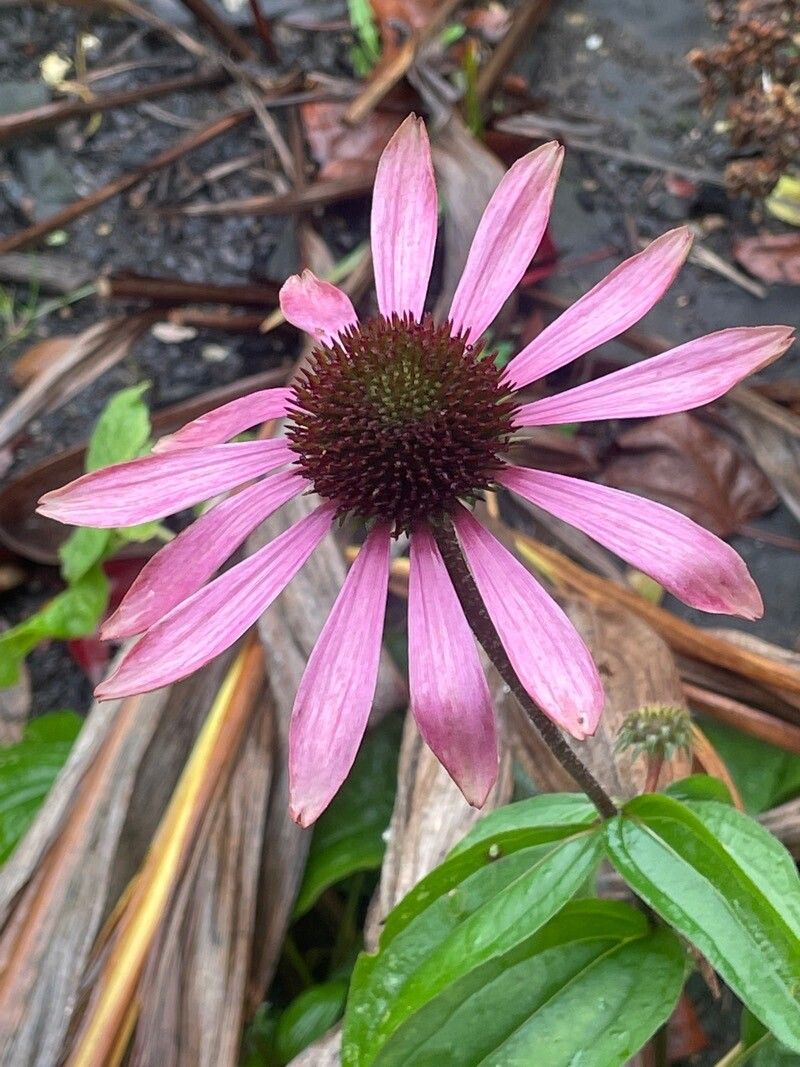 Echinacea tennesseensis flower