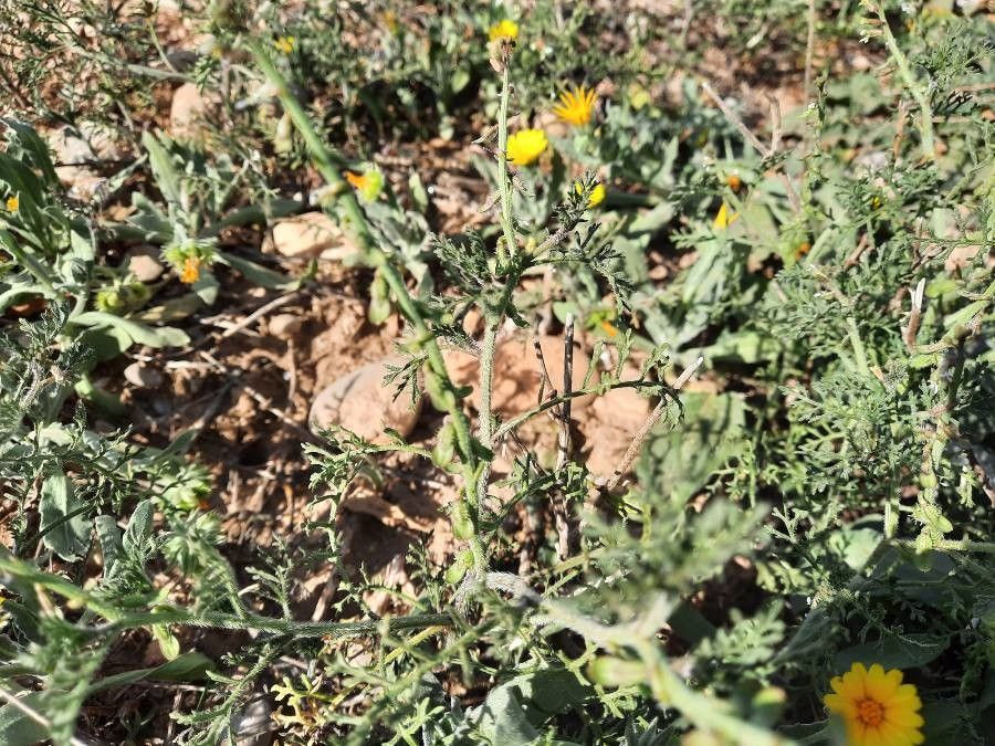 Carrichtera annua fruit