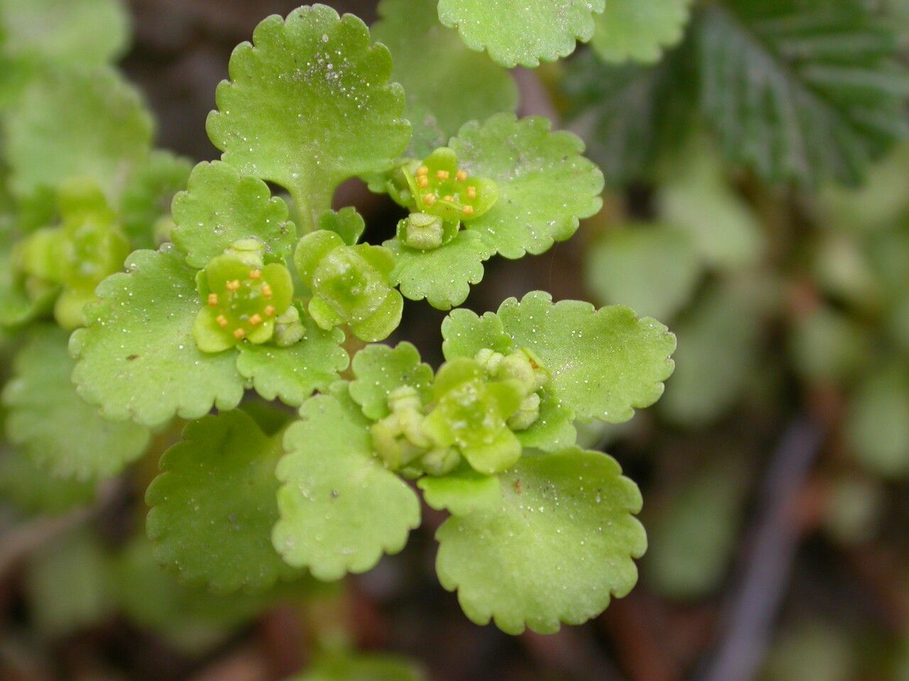 Chrysosplenium nepalense habit